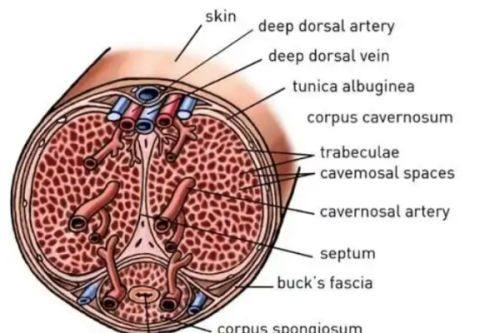 五、国内各地区男性胸部抽脂手术价格参考