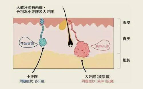 四、上半身抽脂的成效节点与全周期修复节奏