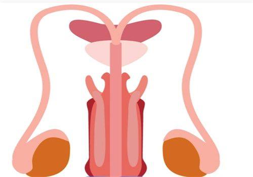 三、个人体质如何左右瘦脸针见效时间